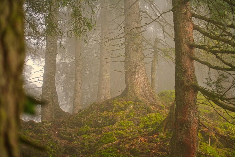 Forest Nuptials