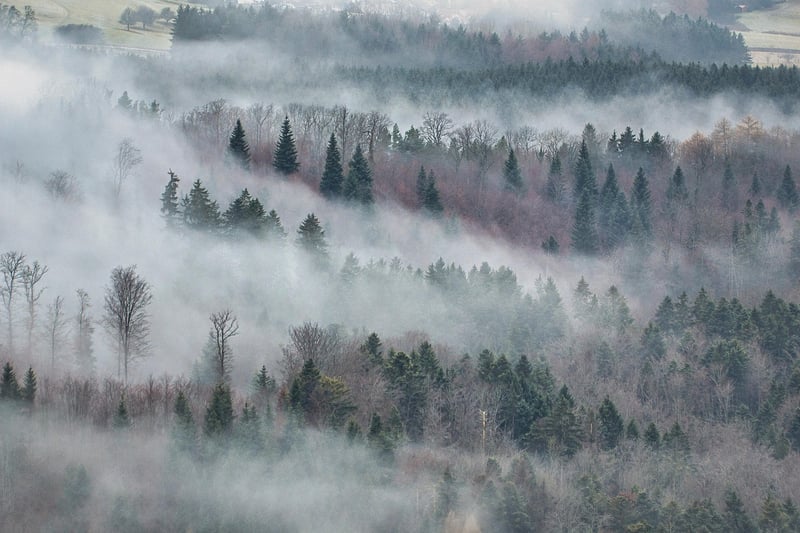 Enchanted Forest